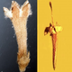 Biologically, these are known as “twinsies.” Credit Left: Lena Struwe. Credit Right: George Poinar